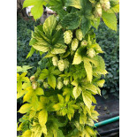 Okrasný chmel Humulus Lupulus L. (KRASOLIST)