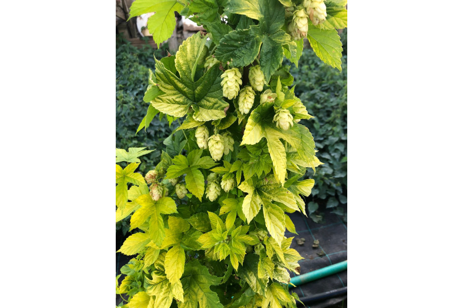 Okrasný chmel Humulus Lupulus L. (KRASOLIST) obrázek