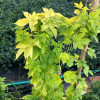 Okrasný chmel Humulus Lupulus L. (KRASOLIST)
