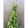 Okrasný chmel Humulus Lupulus L. (KRASOLIST)
