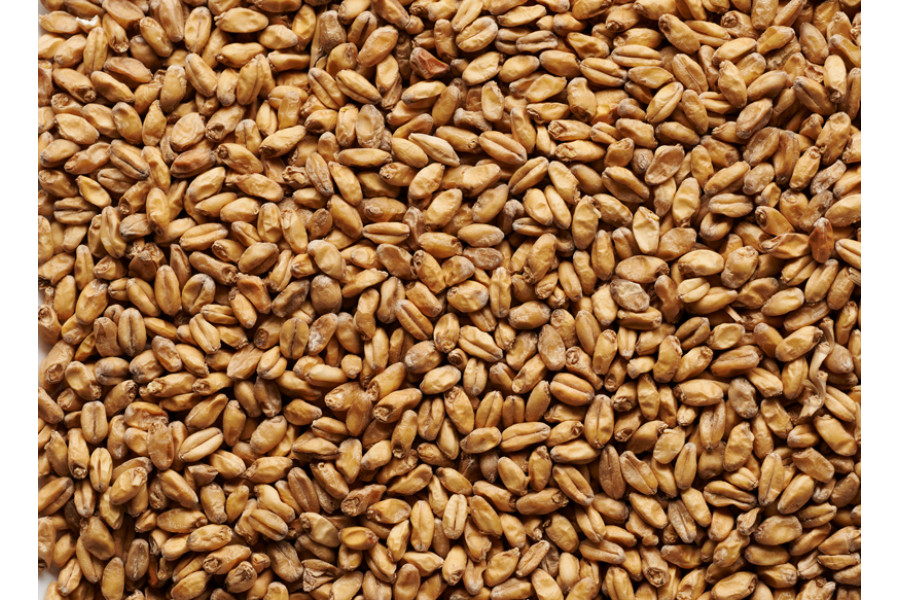 Pšeničný slad (Soufflet) obrázek